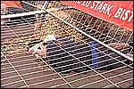 229.jpg