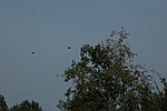 050.jpg